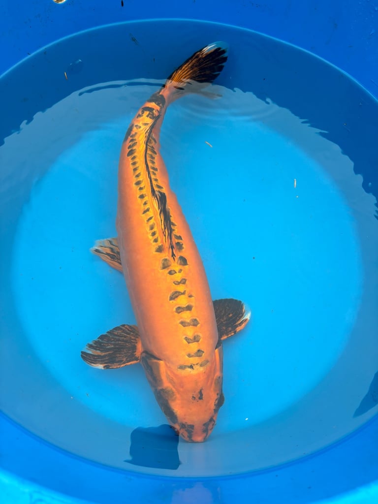 koi carp / fish 