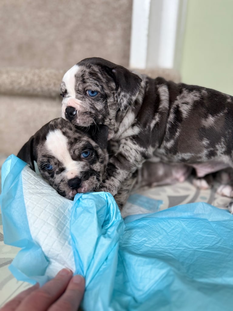 7 Adorable Olde English Bulldog/ French / Pug Bulldog puppies for sale ❤️