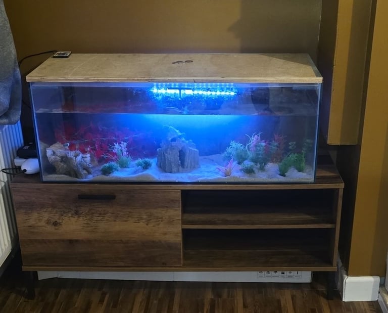 image for Tank set up perfect for an axolotl. 