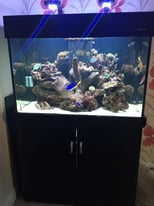  Aqua one Black 300 marine tropical fish tank aquarium with setup