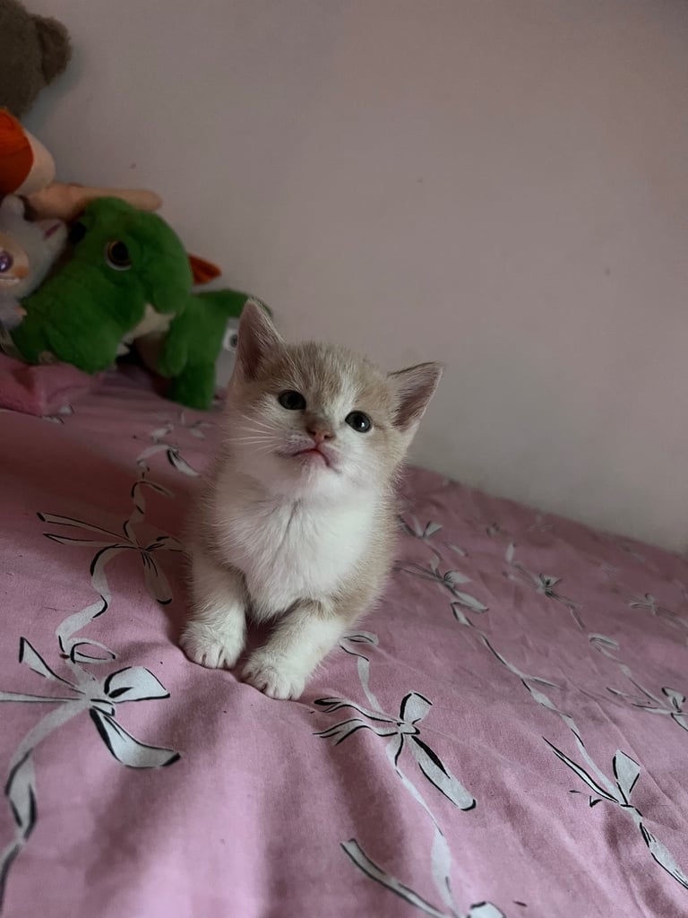 Diluted ginger kitten‼️