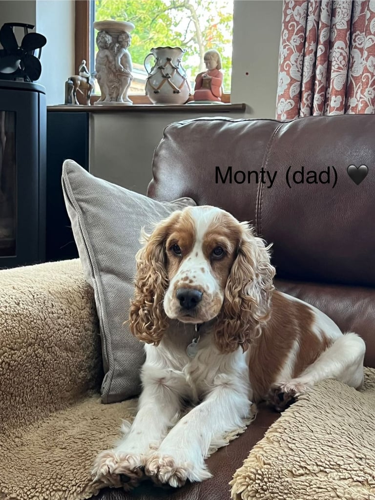 ✨ Show Cocker Spaniel Puppies For Sale ✨