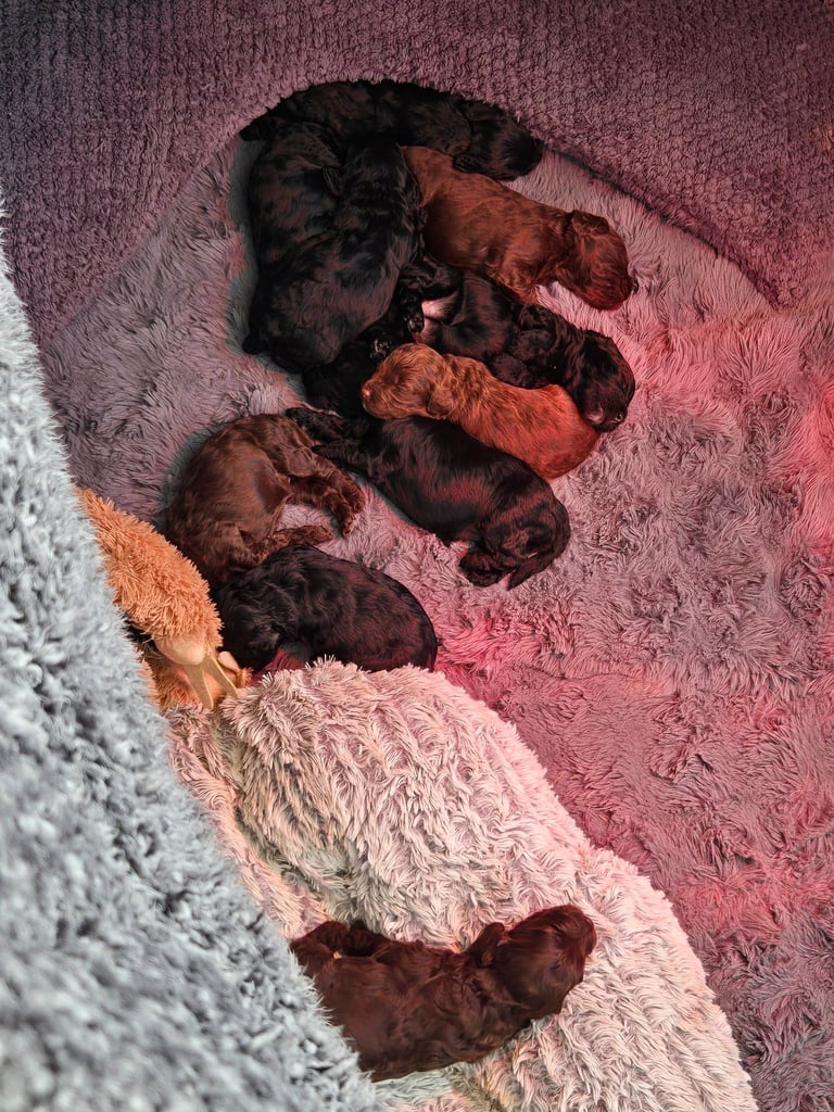 Gorgeous F1 Cockapoo Puppies