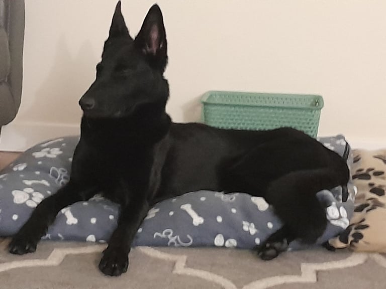 Beautiful Belgian malinois 