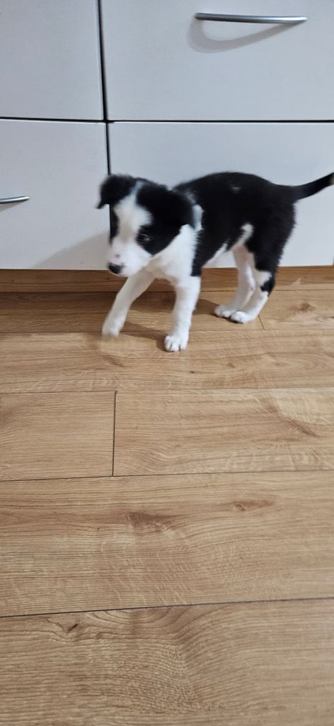 Last border collie pup from litter of 9 for sale