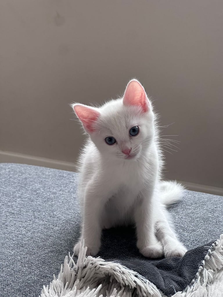 🐾 Adorable White Female  Kitten with blue eyes for Sale! 🐾 and one black female kitten