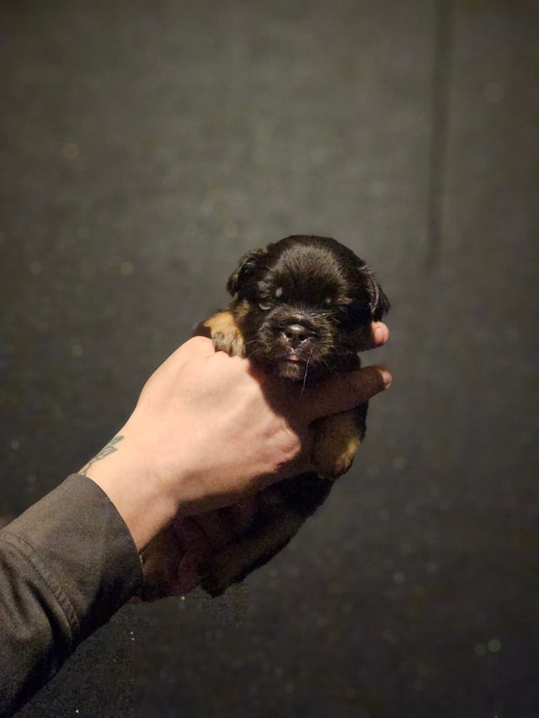 8 beautiful fluffy frenchies 