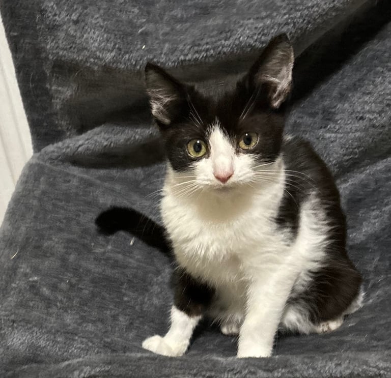 FLUFFY Ragdoll x Kittens for sale 