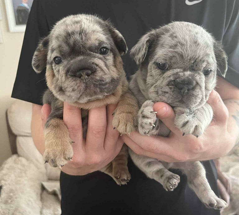 5 ⭐️ French bulldogs carrying fluffy 😍