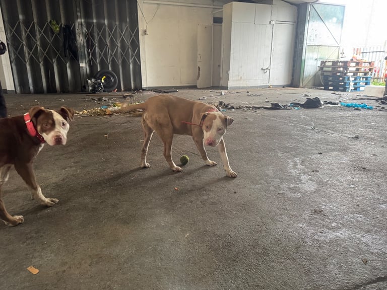 American bully Cross breed 