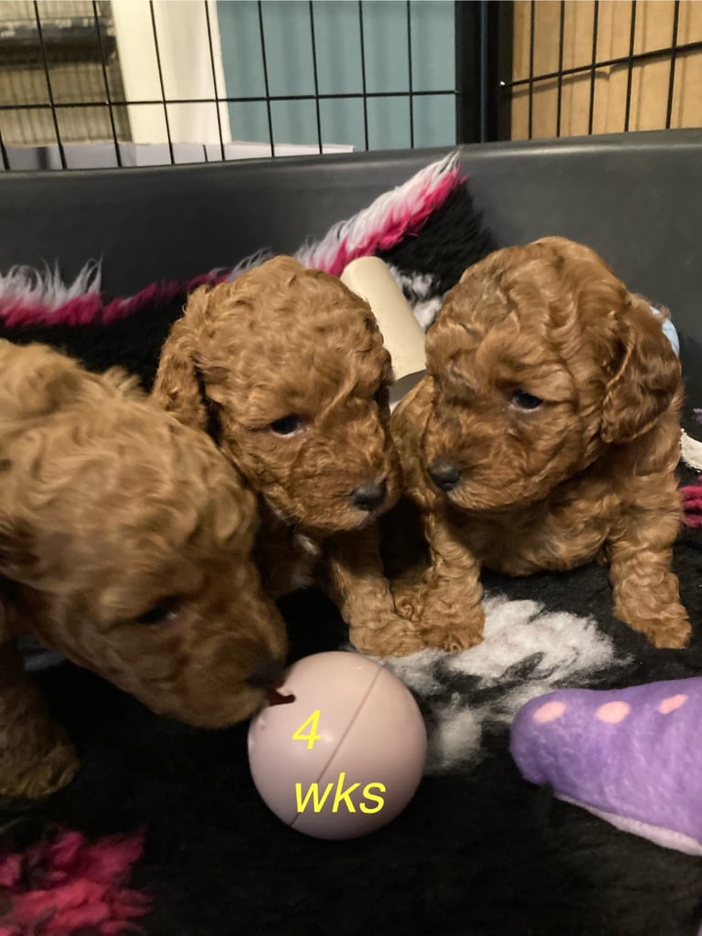 F1B TINY COCKAPOOS