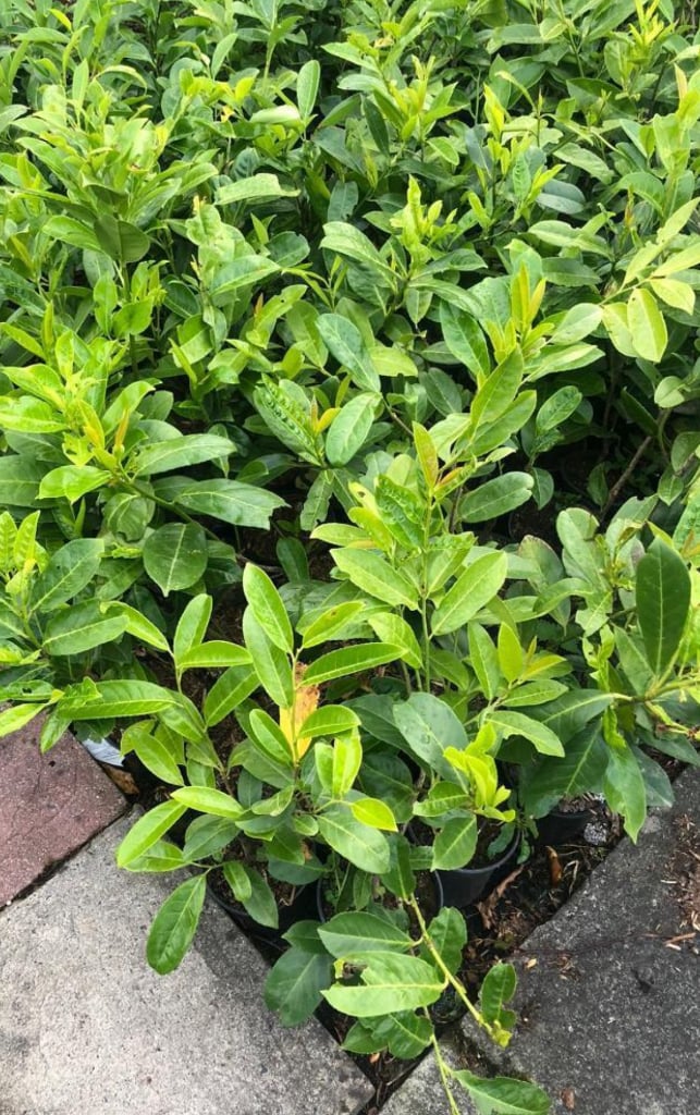 image for Cherry laurels 2-3 ft 