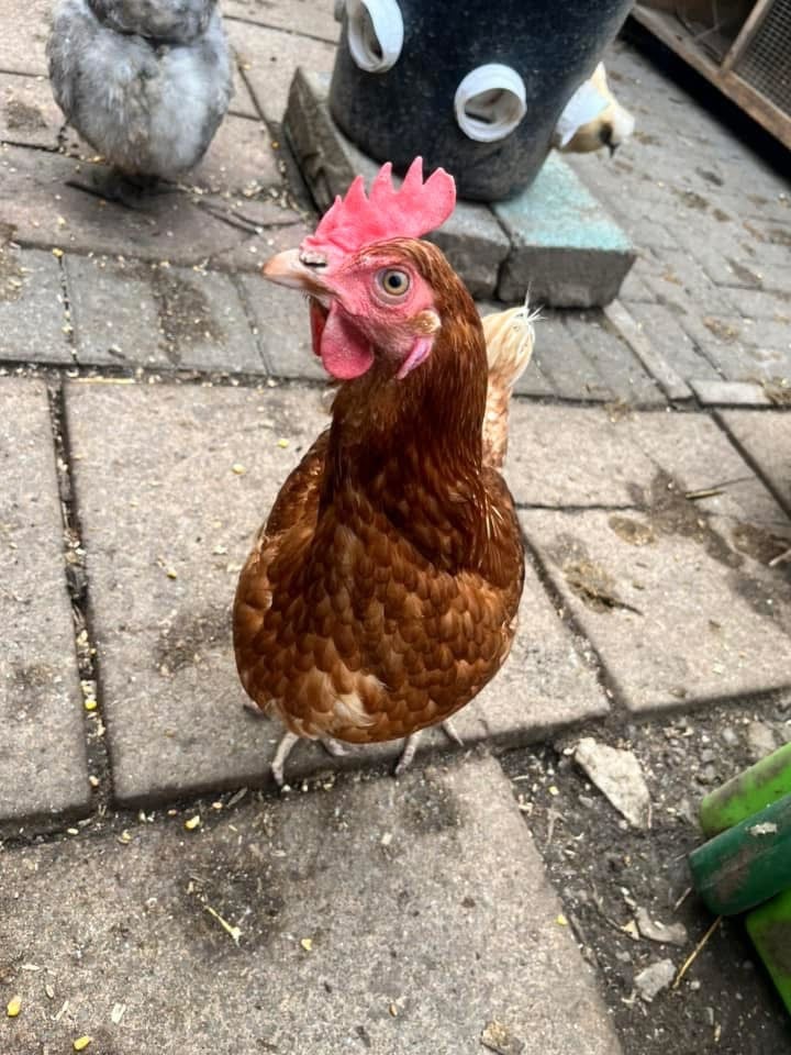 Hens for sale various egg colours 1years old