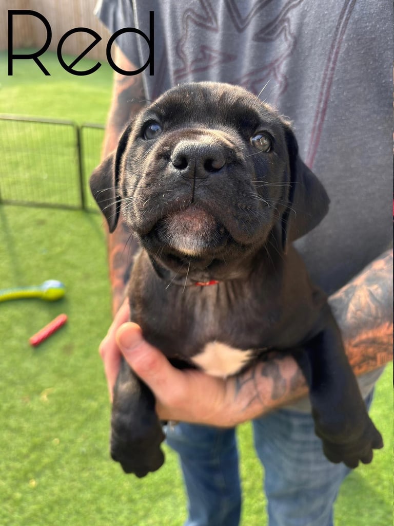 Cane Corso x