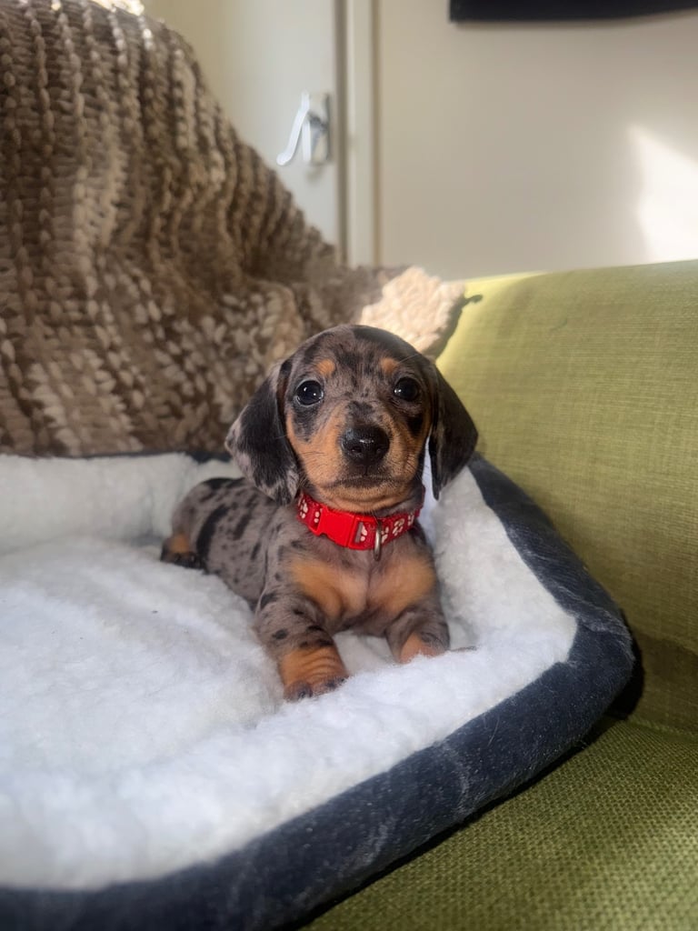 Ready to go! 1 boy left Miniature dachshunds puppies 