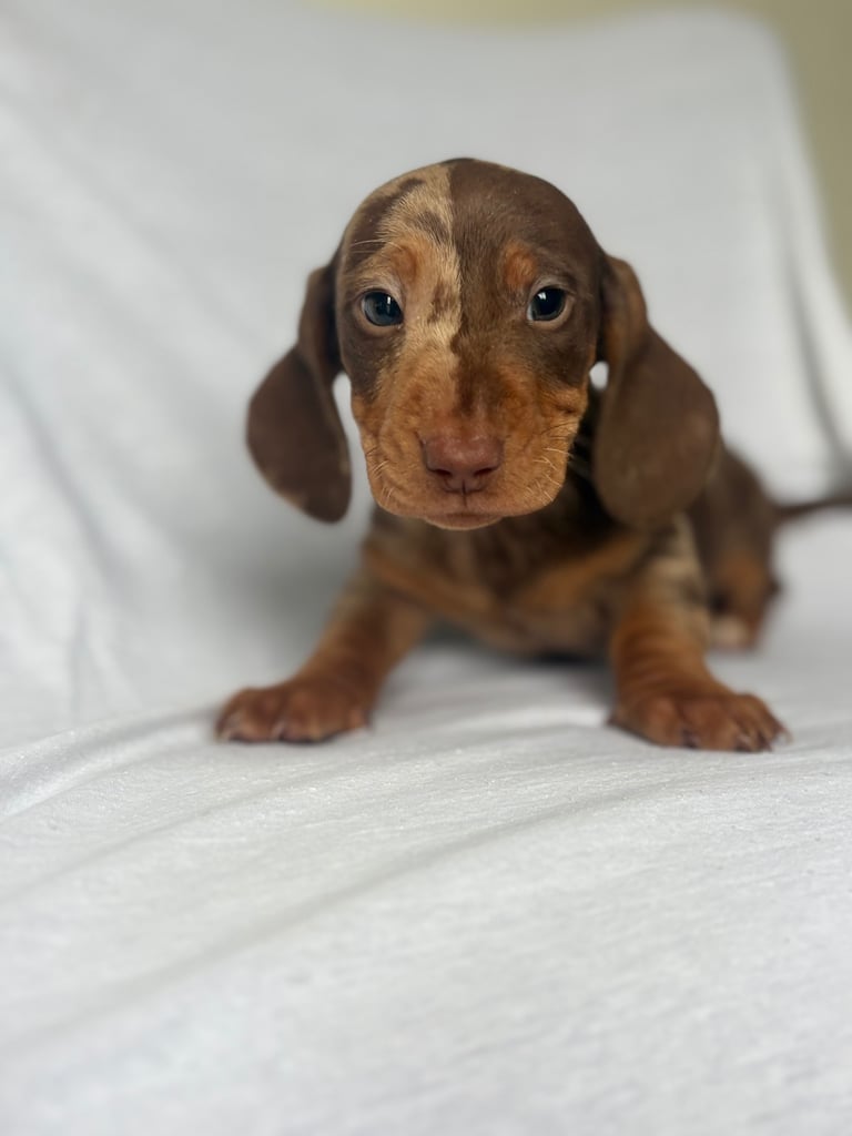 Beautiful dachshund babies 