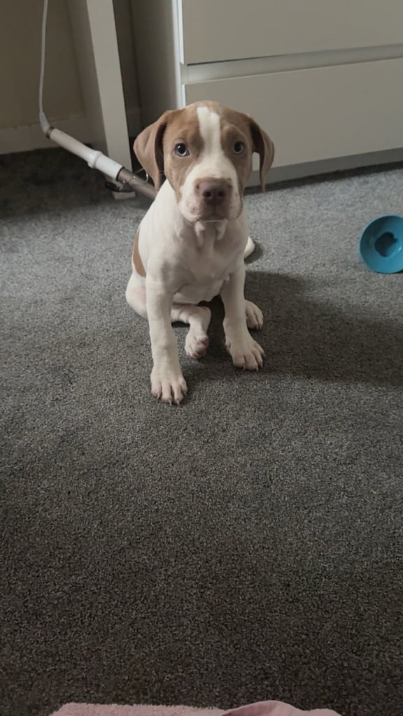staff x springer OPEN TO ANY OFFERS