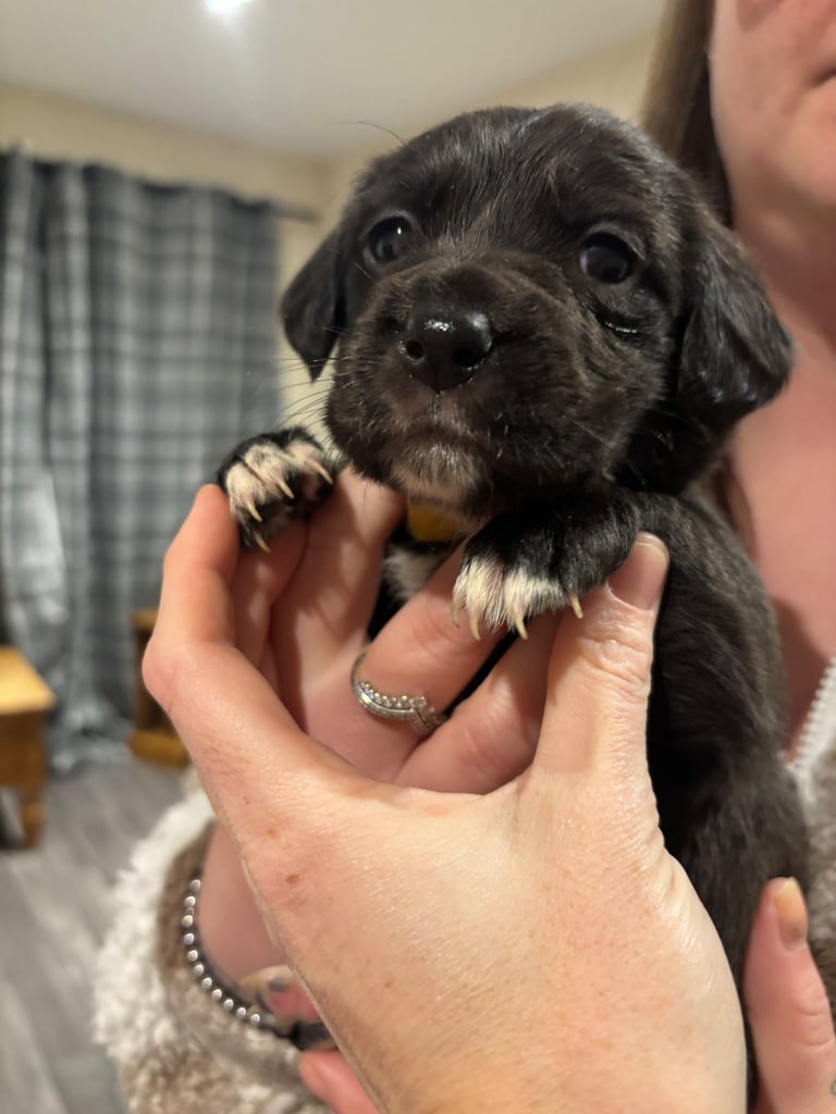 Lab/cockapoo puppies for sale