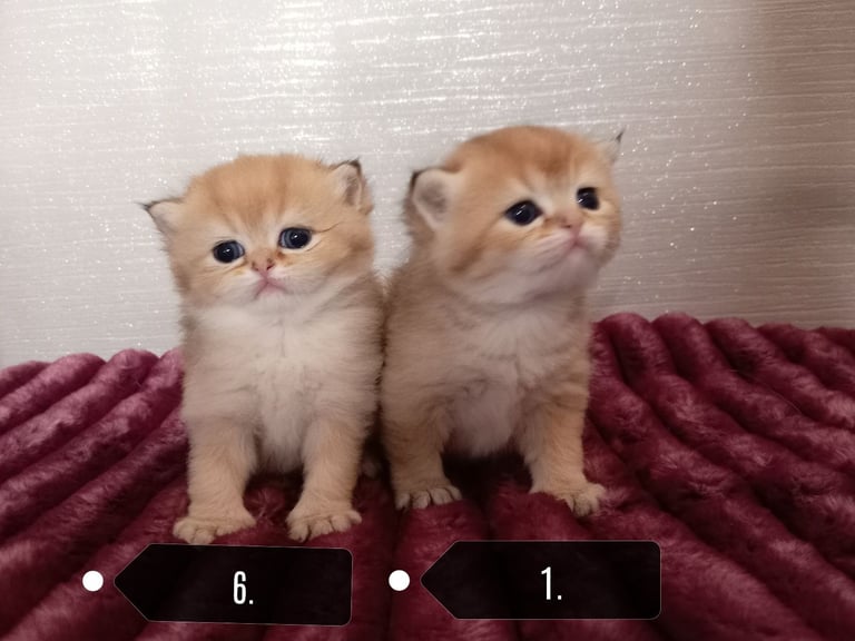 x4 Pedigree British Longhair & x2 British Shorthair Blue Golden & GoldenKittens 