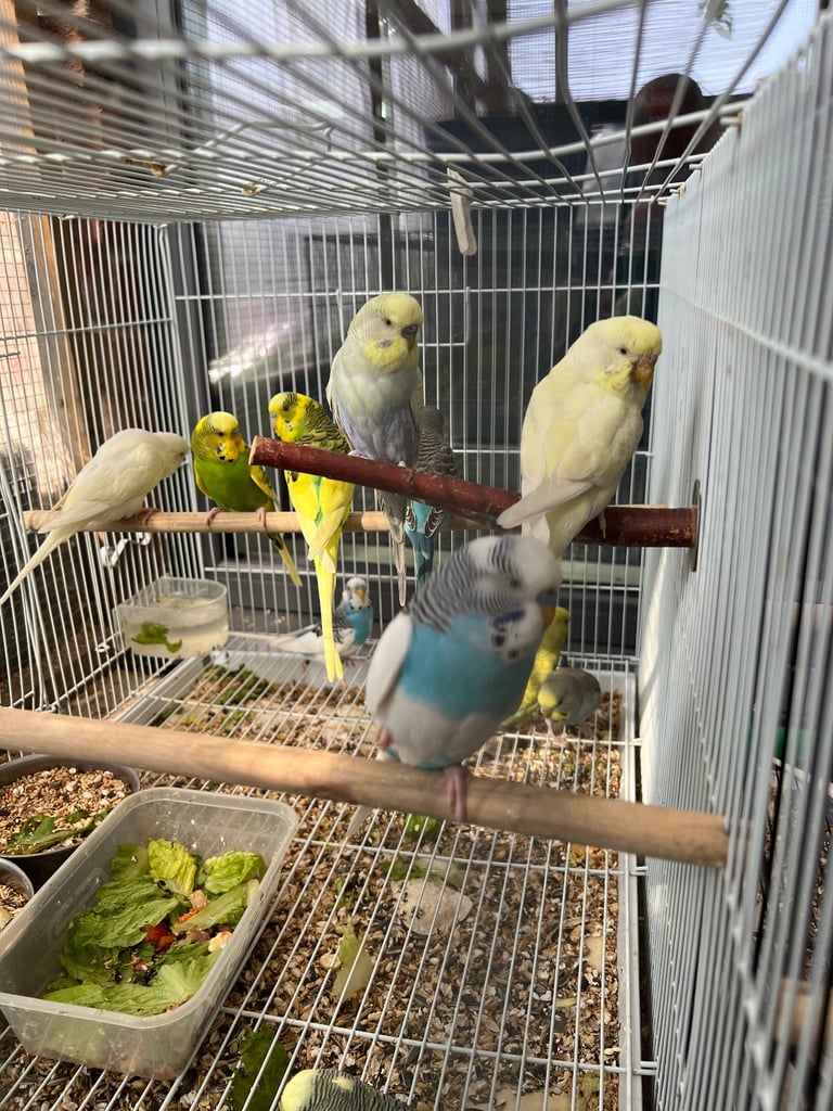 Budgies and cocktail for sale