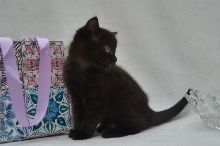 Maine-Coone/Bombay Mixed Kitten (1 LEFT)