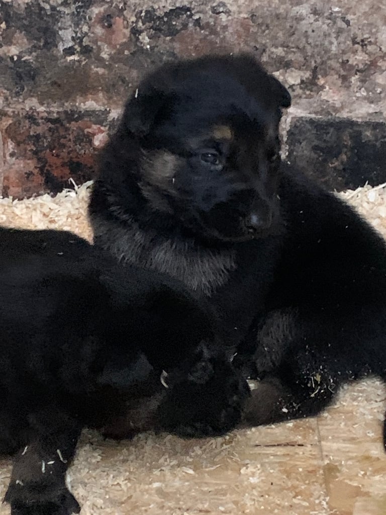Pups for sale 