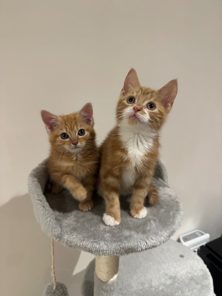 Ginger kittens available