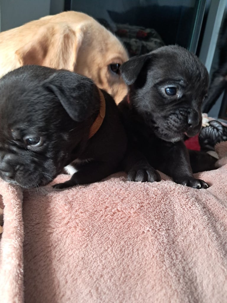 Frenchbulldog cross puppies 5 left 