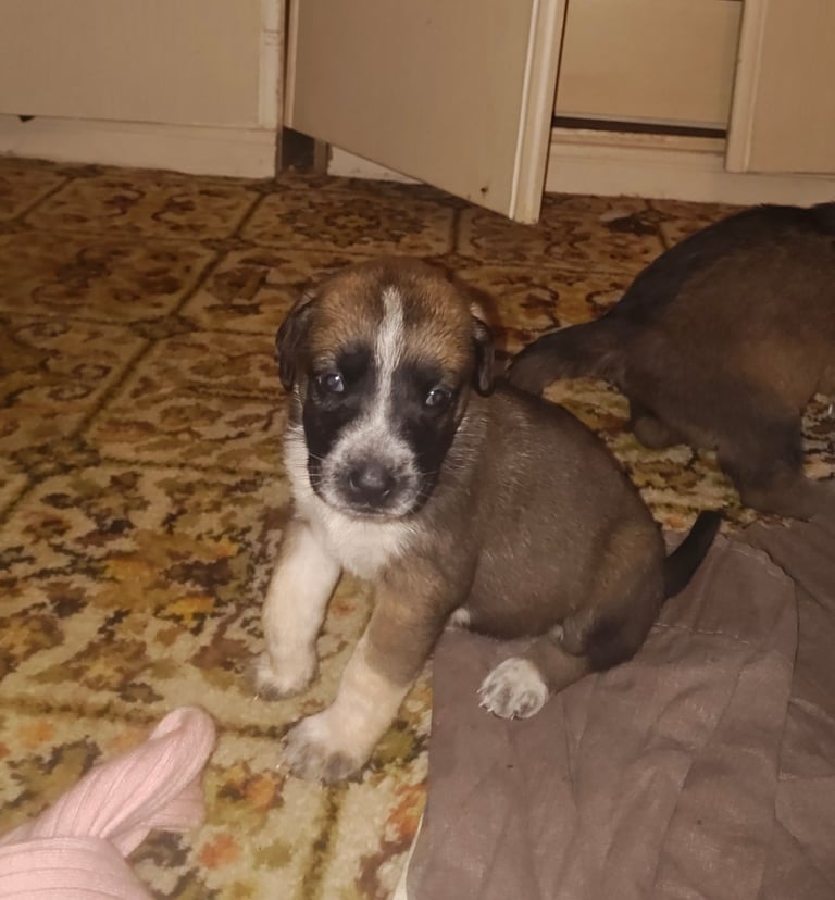 RARE SUPER BREED PUPPIES FOR SALE. 