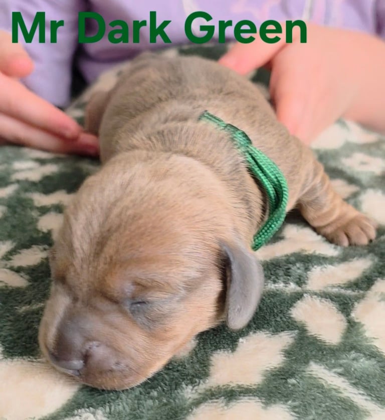 MINITURE DACHSHUND PUPPIES 