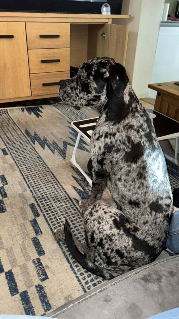 Loving dog needs rehoming