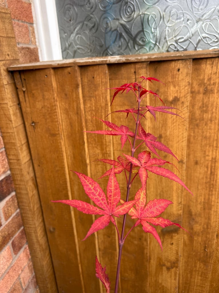 image for Acer in pot