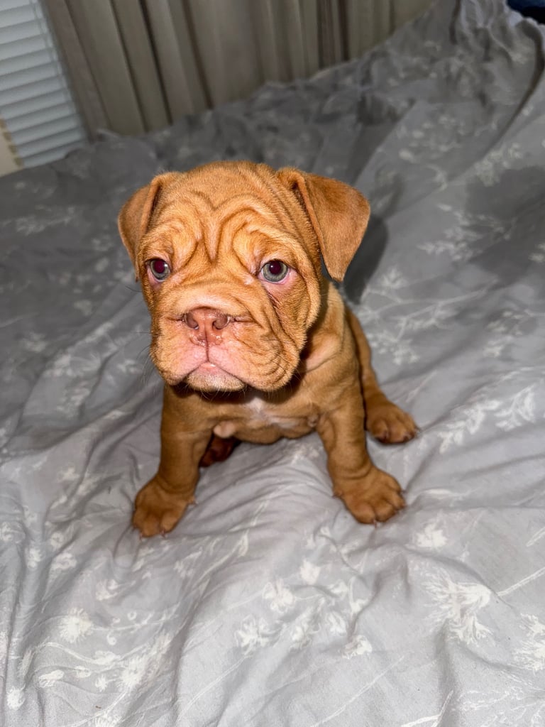 Beautiful Female English Bulldog Puppy 🩷