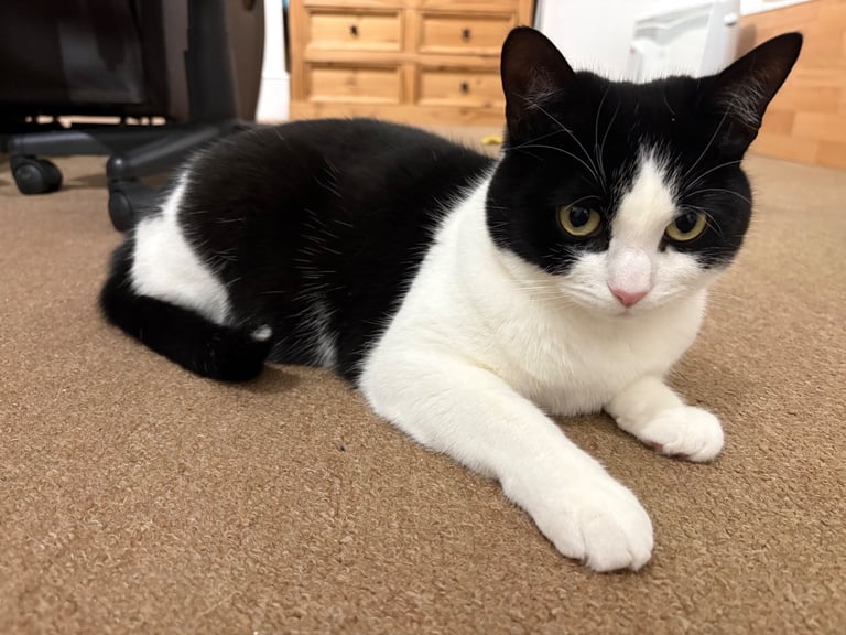 Female cat in need of a new home ❌SSTC❌