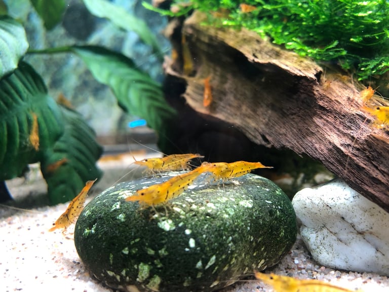 image for Tangerine tiger shrimp