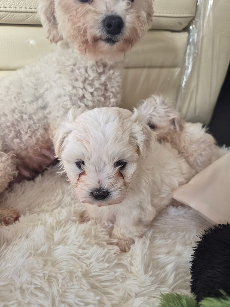 Beautiful little puppies bejan freeze mountains 