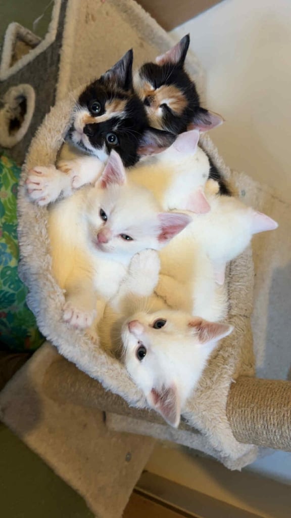 Stunning kittens 