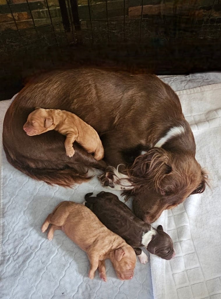 Miniature Cockerpoo Puppys