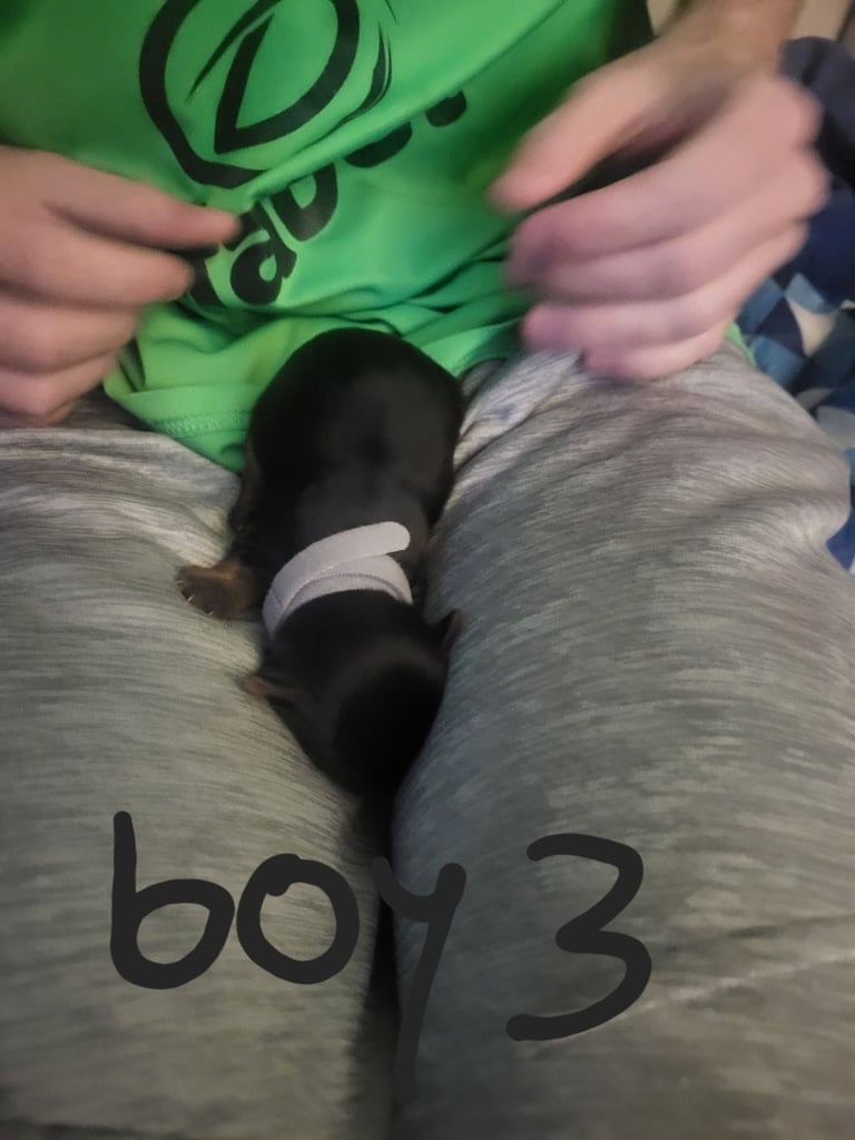 5 boy Yorkshire terrier puppies 4 weeks old