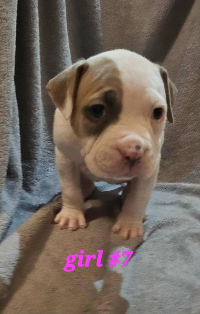 American bulldog puppies ❇️£395 read the info❇️