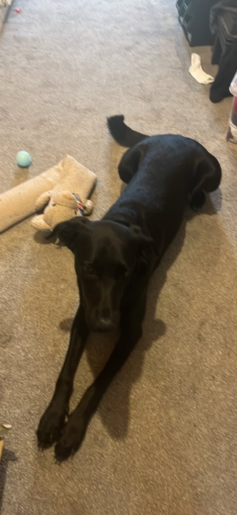 Lab cross dobe puppies