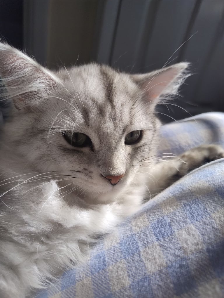 Rare chinchilla Persian Two Kittens And 18 Months Old Maine Coon Female Cat