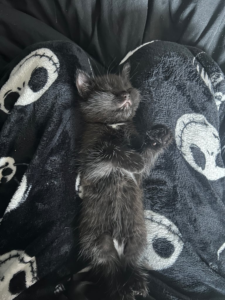 two beautiful kittens