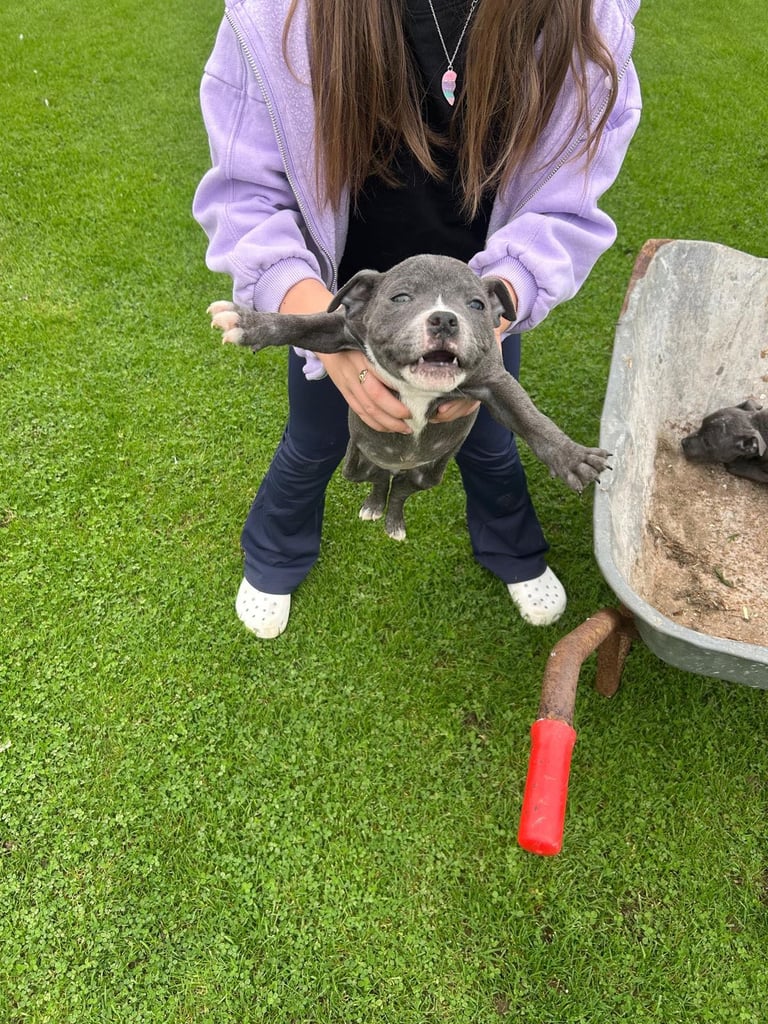 Blue Staffordshire Bull Terrier Puppies 