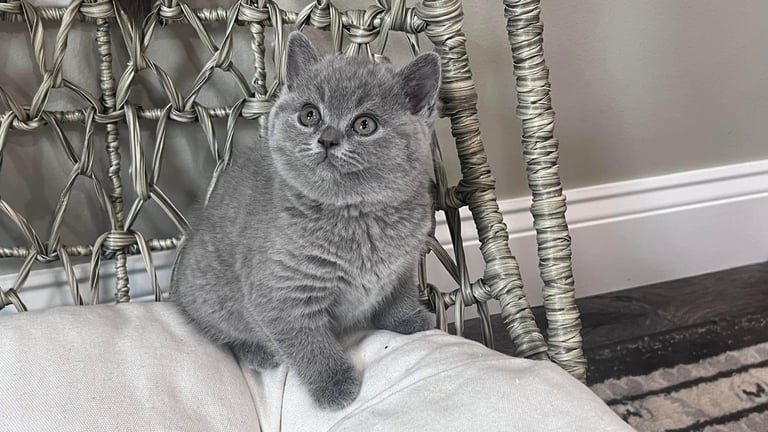 Gorgeous British Shorthair Kittens 