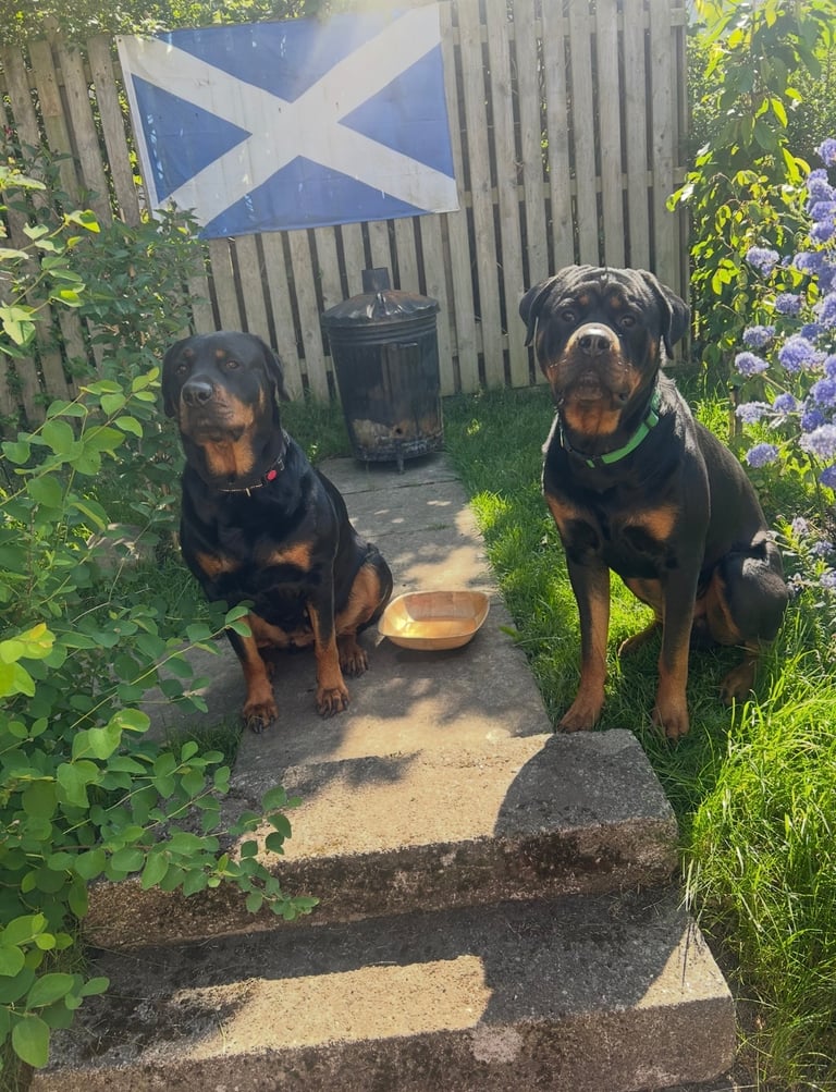 Beautiful Rottweiler pups