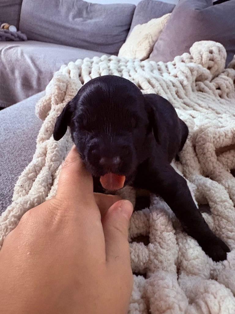 F2 Sproodle Puppies 