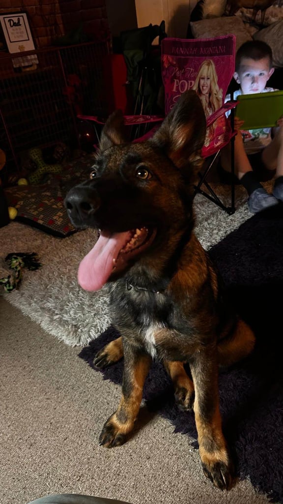 image for Female German shepherd 