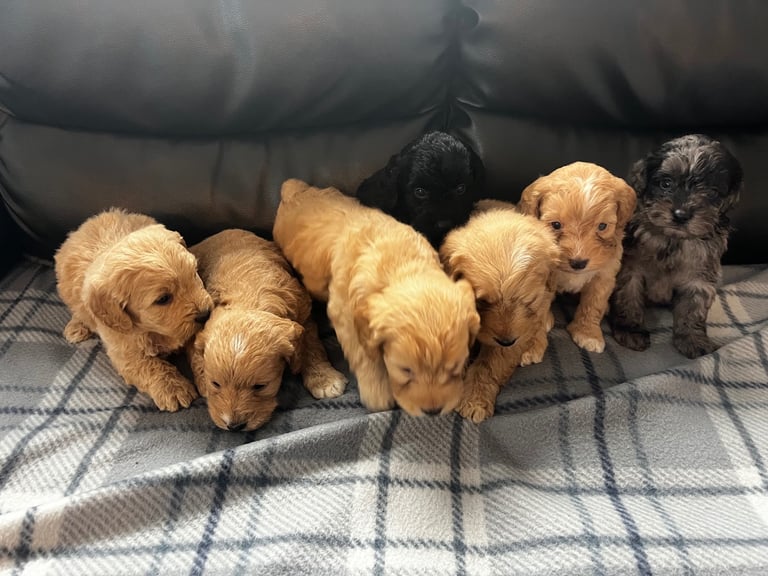 image for Cockapoo puppies 