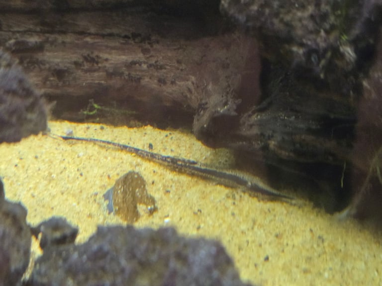 Tropical fish, need rehoming.